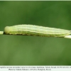 hyponephele naricina talysh larva l4 b